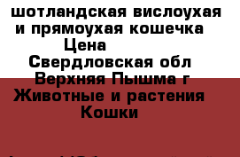 шотландская вислоухая и прямоухая кошечка › Цена ­ 5 000 - Свердловская обл., Верхняя Пышма г. Животные и растения » Кошки   
